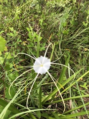 Hymenocallis palmeri