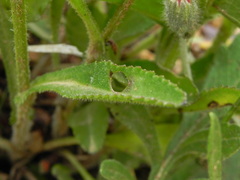 Leucanthemum heterophyllum