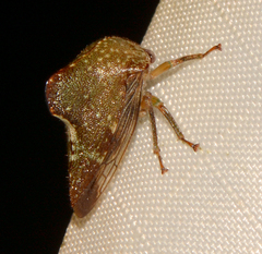 Telamona monticola
