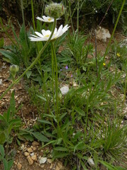 Leucanthemum heterophyllum
