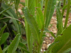 Leucanthemum heterophyllum