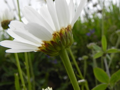 Leucanthemum heterophyllum
