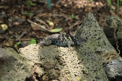 Sceloporus torquatus
