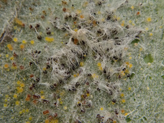 Erysiphe astragali