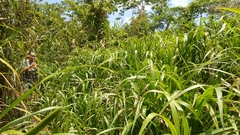 Paspalum fasciculatum