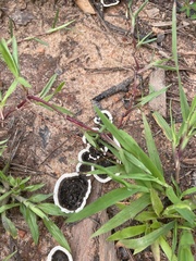 Phellodon niger