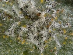 Erysiphe astragali