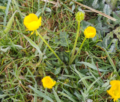 Ranunculus bulbosus