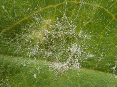 Erysiphe astragali