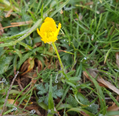 Ranunculus bulbosus