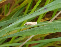 Crambus lathoniellus