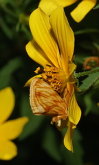 Cirrhophanus triangulifer