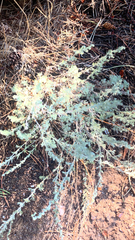 Artemisia frigida