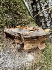 Ganoderma brownii