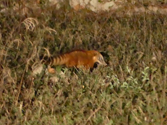 Nasua nasua