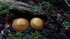 Kuehneromyces mutabilis