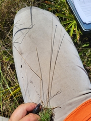 Syngonanthus flavidulus