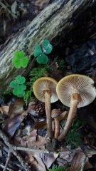 Kuehneromyces mutabilis