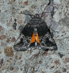 Copanarta aurea