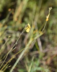 Chapmannia floridana