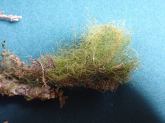 Usnea