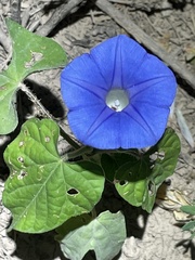 Ipomoea hederacea