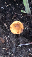 Heimiomyces tenuipes