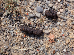 Urocyon cinereoargenteus