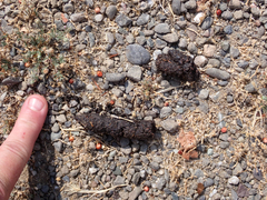 Urocyon cinereoargenteus