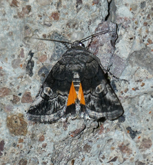Copanarta aurea