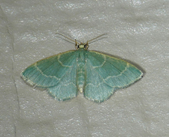 Chlorochlamys phyllinaria