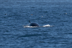 Balaenoptera acutorostrata