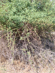 Rosa californica