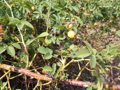 Rosa californica