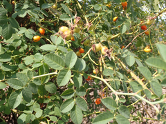 Rosa californica