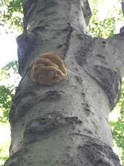 Climacodon septentrionalis