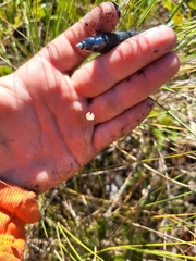 Syngonanthus flavidulus