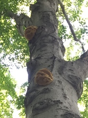 Climacodon septentrionalis