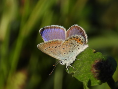 Plebejus argyrognomon