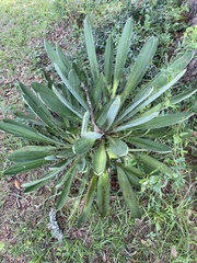 Yucca filamentosa