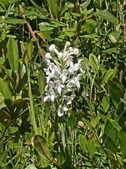 Platanthera blephariglottis