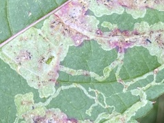 Phytoliriomyza