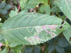 Phytoliriomyza