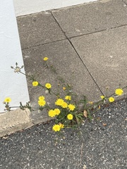 Crepis capillaris
