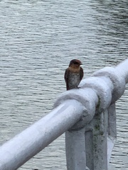 Hirundo tahitica
