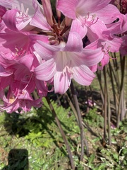 Amaryllis belladonna