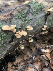 Panellus