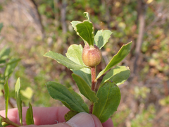 Gnorimoschema baccharisella