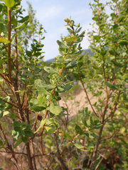 Gnorimoschema baccharisella