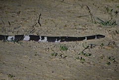 Pseudoboa nigra